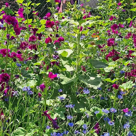 Noreia * Sankt Kanzian am Klopeiner See