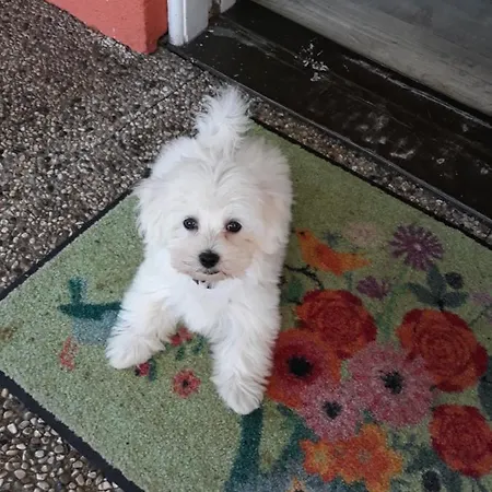 Noreia