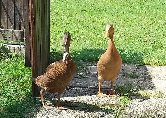 Noreia 公寓 圣卡荐