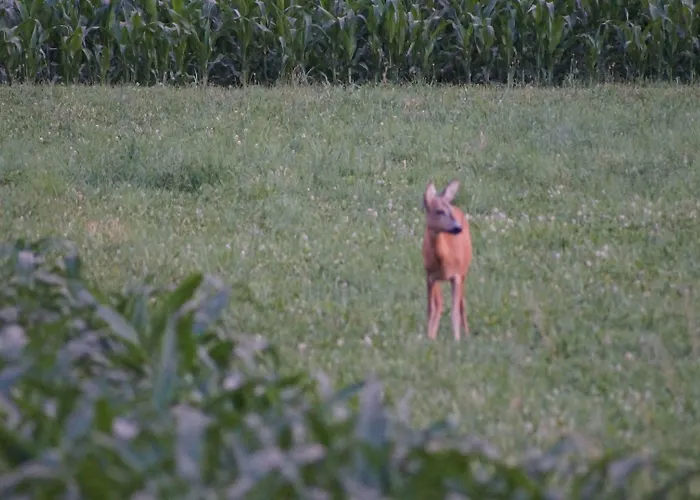 公寓 Noreia 圣卡荐